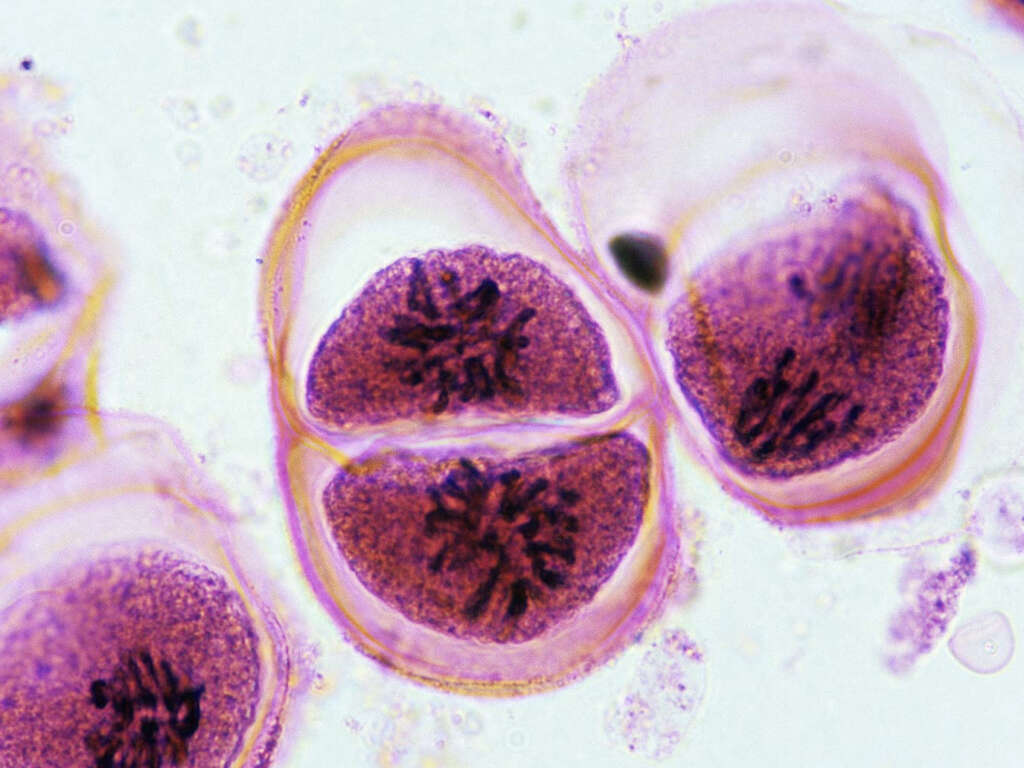 Meiosis