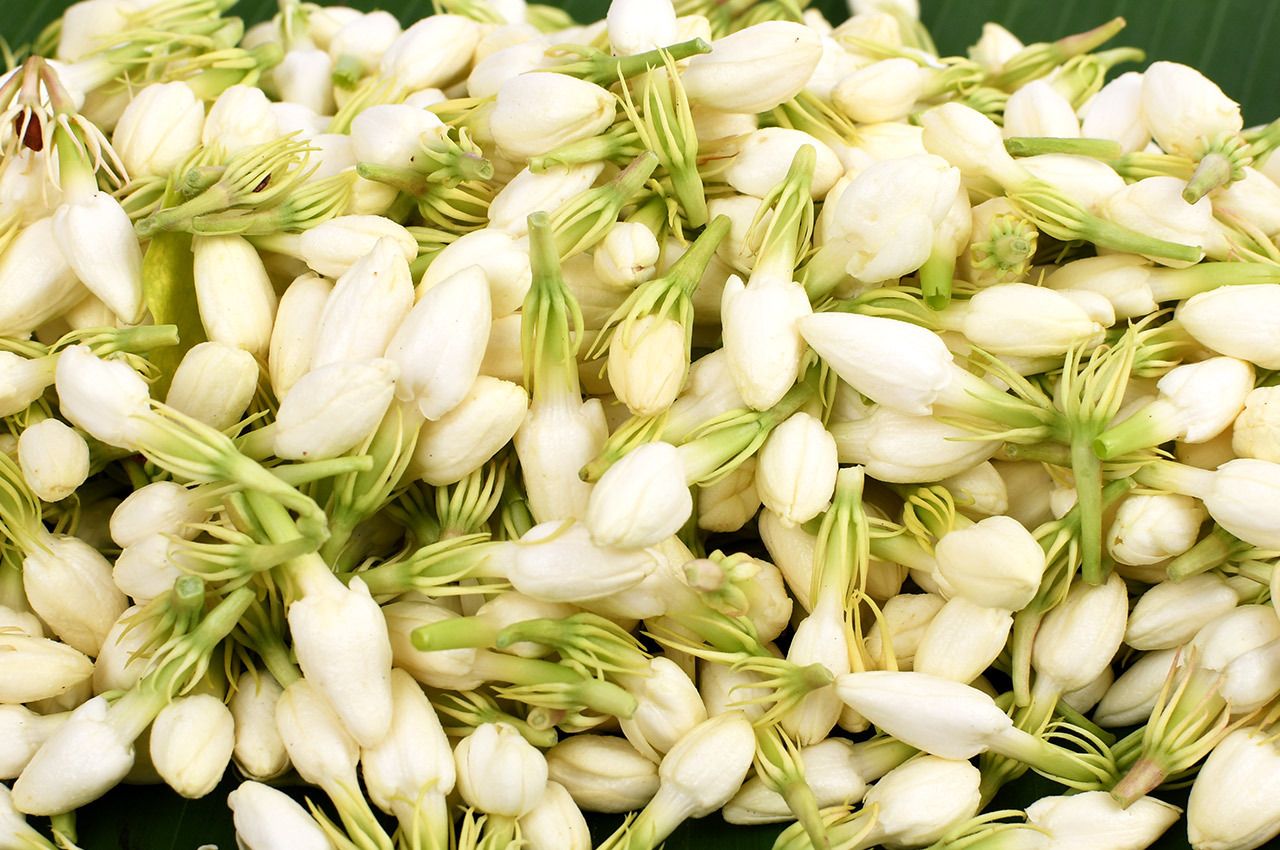 White Mogra Flower