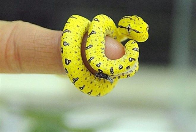 I seriously did not expect snakes to be this cute.