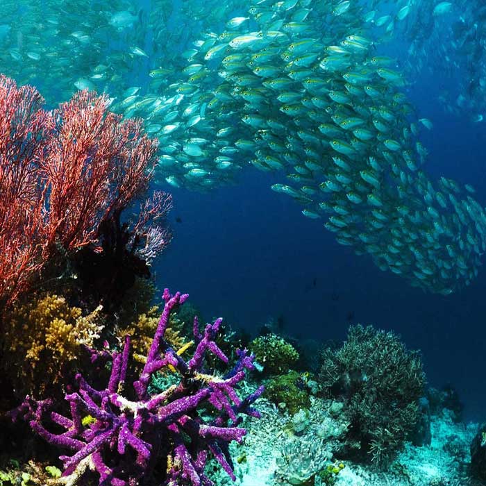 Diving at the dive site Richelieu Rock. Richelieu Rock belongs to the top 10 dive sites in the world! 