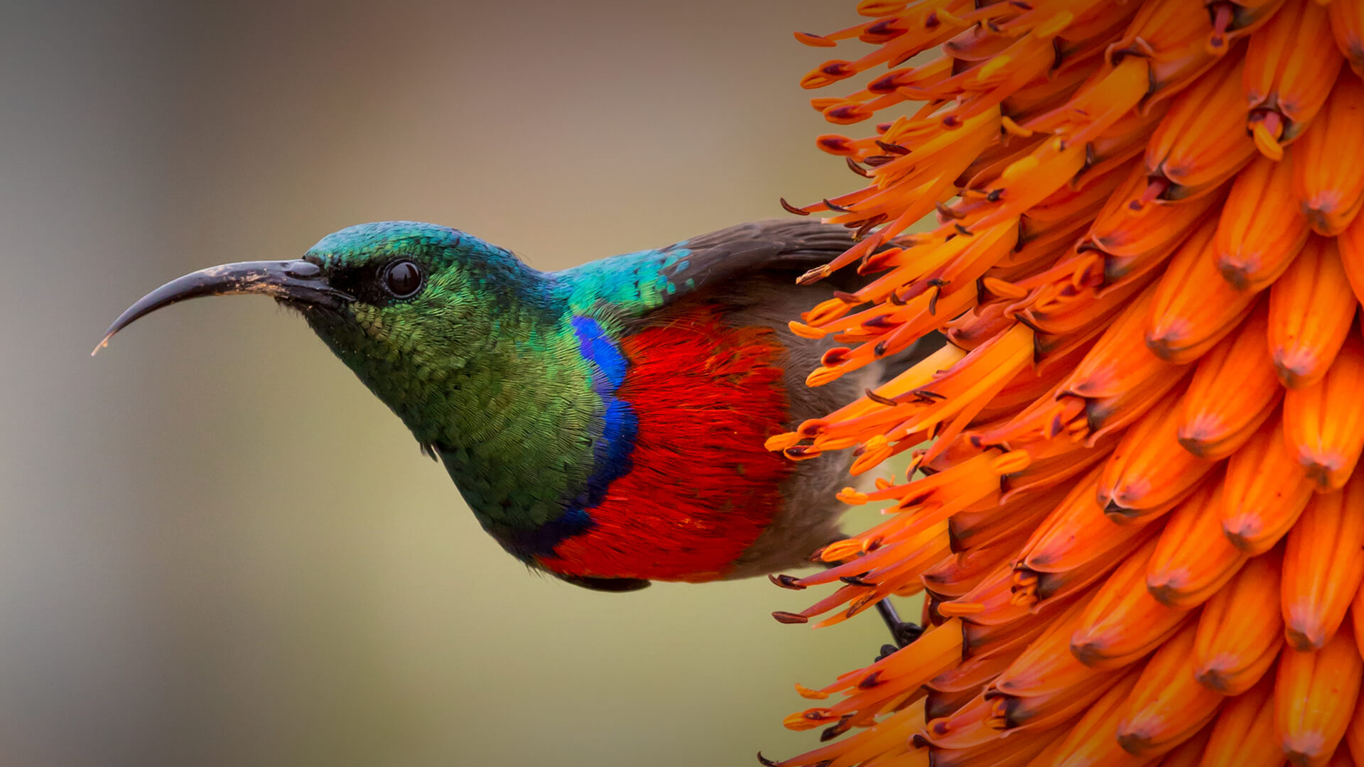 Southern Double-Collared Sunbird