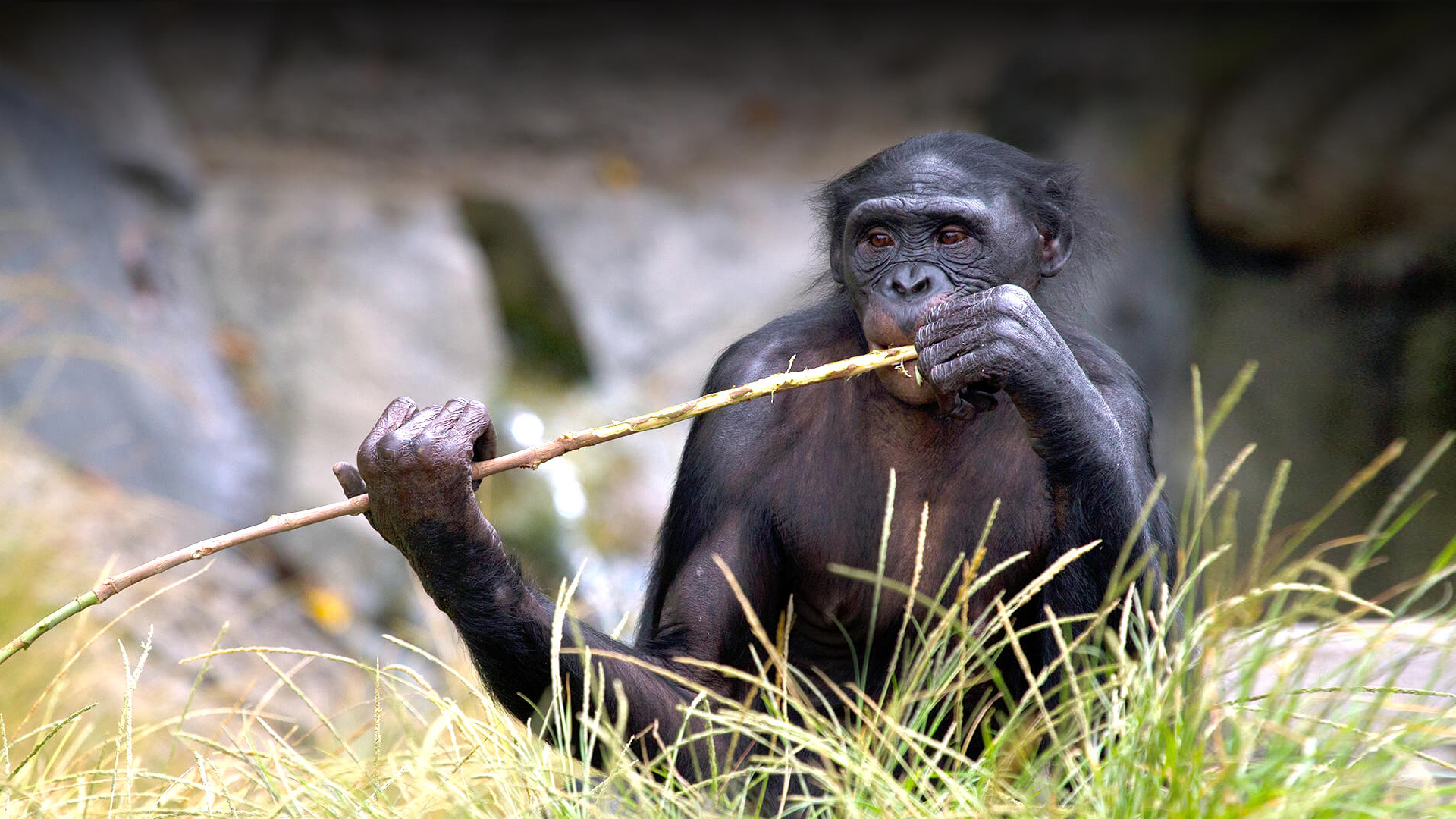 Bonobo