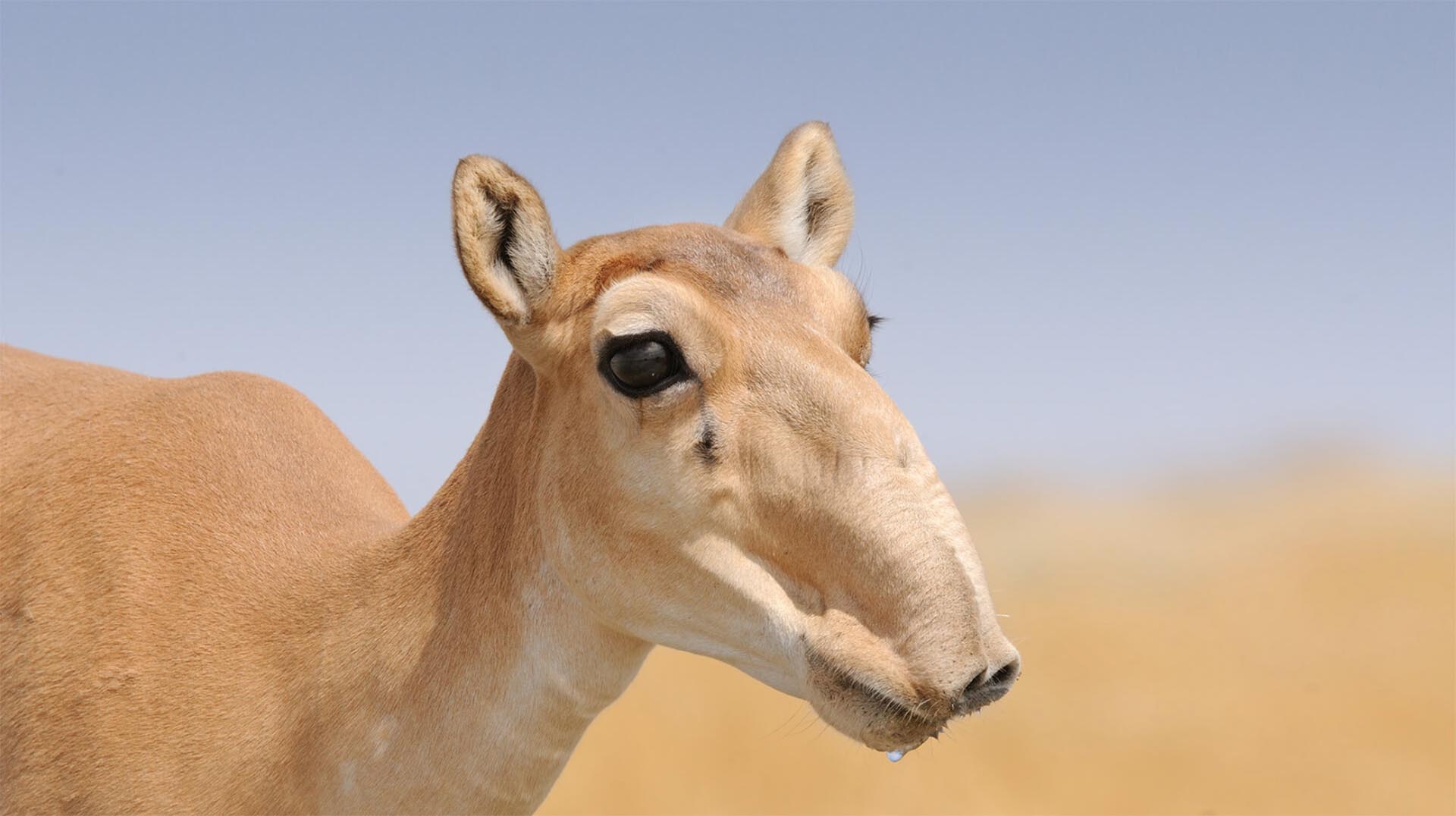 Female saiga