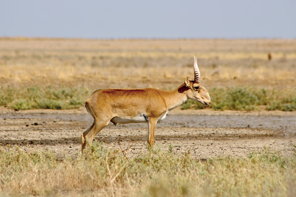 Male saiga standing in grasslands