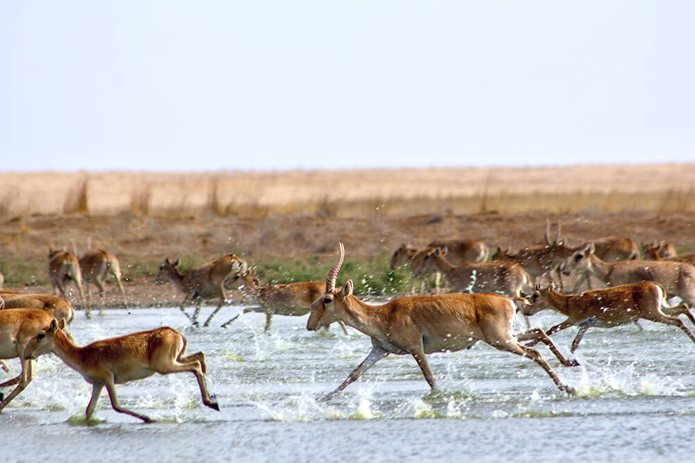 Herd of saiga running.