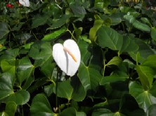 Hokuloa Anthurium