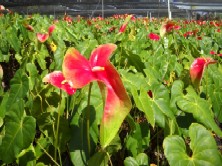 Kalapana Anthurium