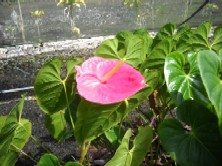 Marian Seefurth Anthurium