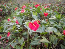 Mickey Mouse Anthurium