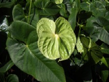 Midori Anthurium