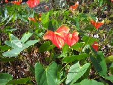 Princess Claire Anthurium