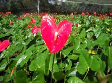 Princess Lily Anthurium