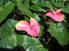 Tatsuta Anthurium