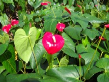 Tropic Fire Anthurium