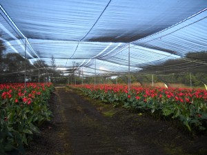 Anthurium Farm