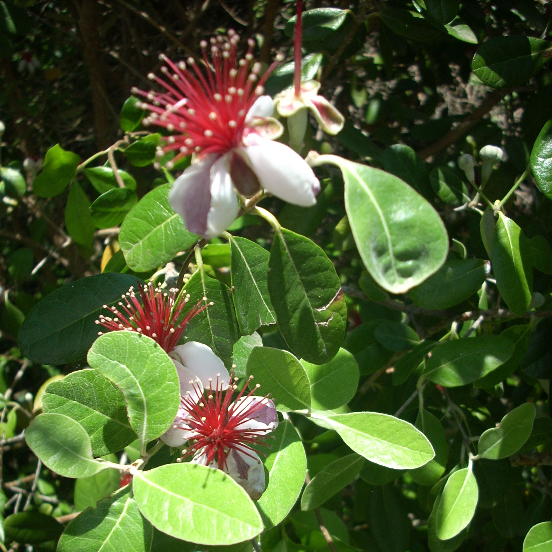 Pineapple Guava   Feijoa sellowiana 