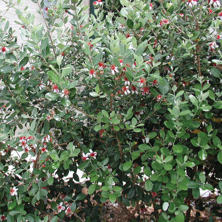 Pineapple Guava   Feijoa sellowiana 