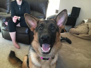 10 Month Old German Shepherd Mouthing