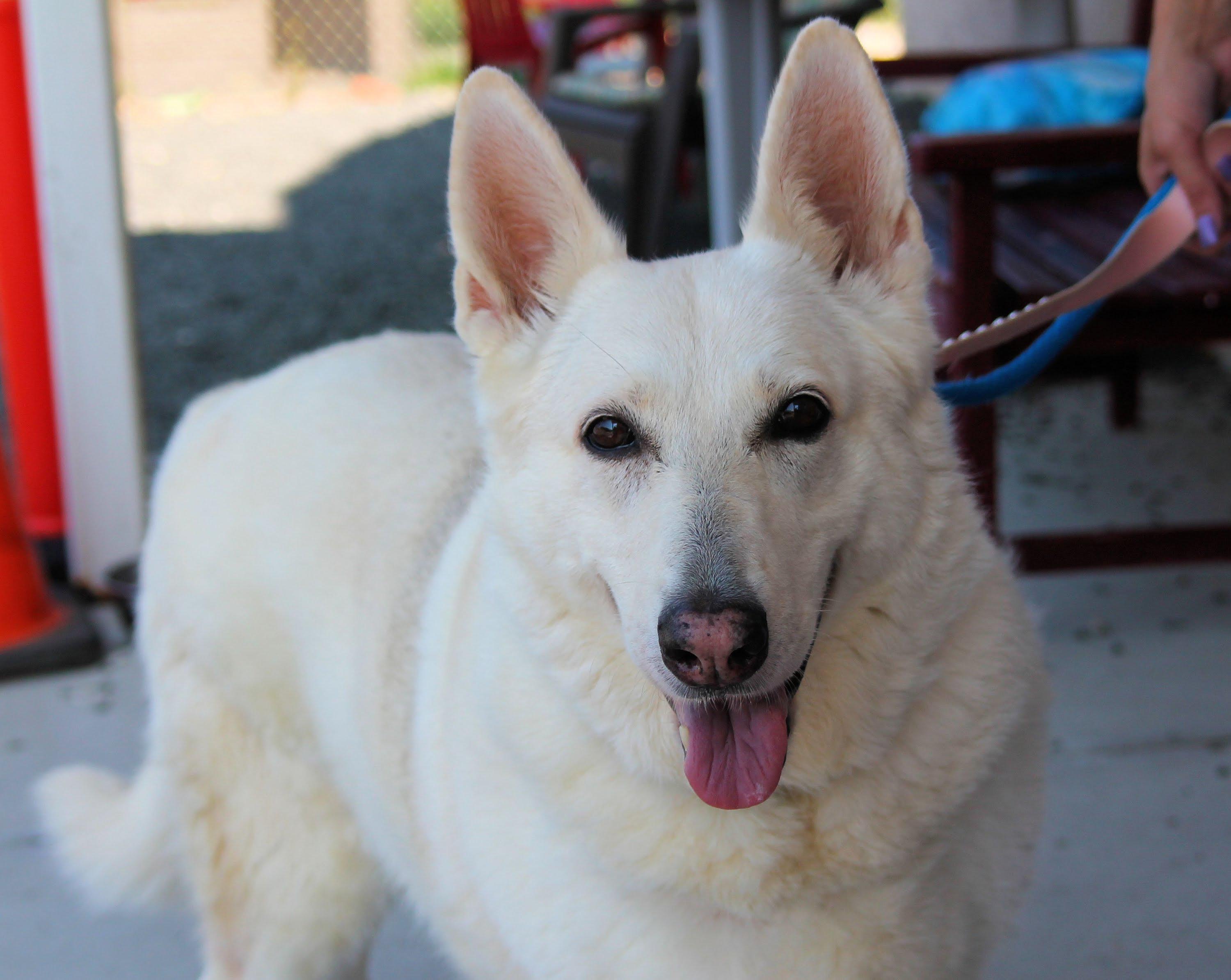 10 Month Old White German Shepherd