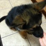 7 Week Old German Shepherd Food