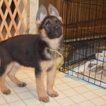 9 Week Old German Shepherd Puppies