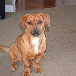 Beagle and Mini Dachshund Mix