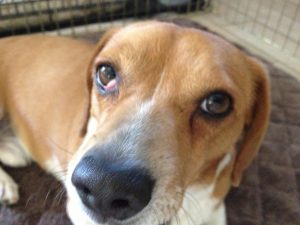 Beagle Eye Diseases