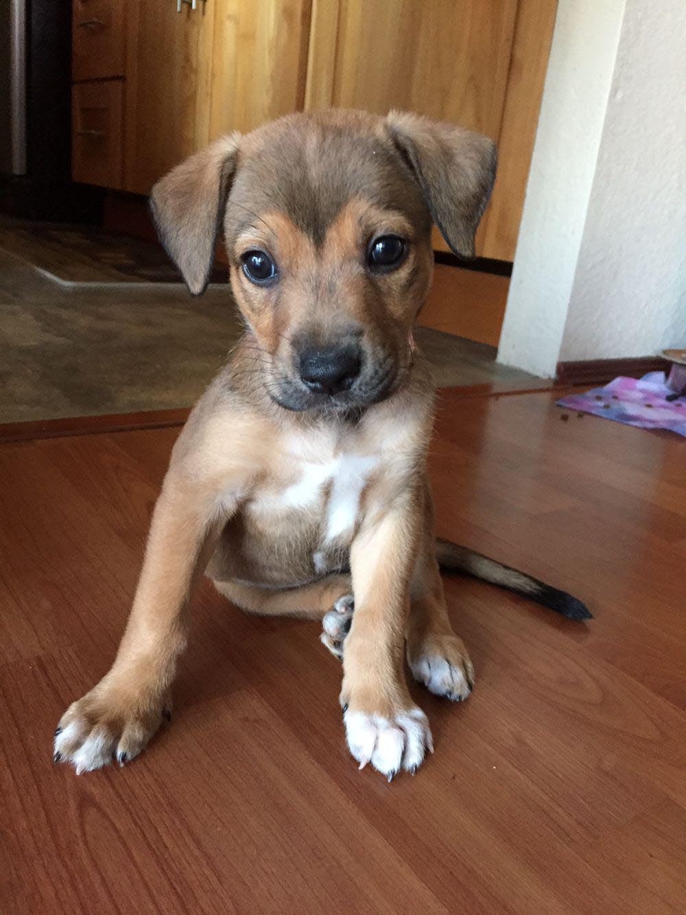 Chihuahua Dachshund Pug Mix