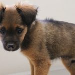 Chihuahua German Shepherd Mix Dog