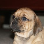 Dachshund Cross Pug Common Information