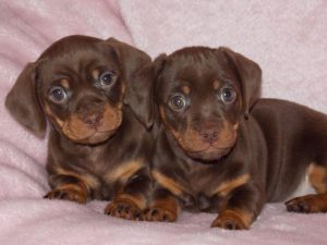 Dachshund Cross Pug Puppies