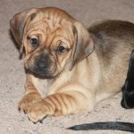 Dachshund Mixed with Pug