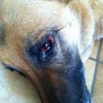 German Shepherd Allergies Eyes