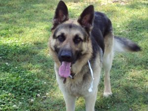 German Shepherd Tongue Markings