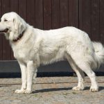 Great Pyrenees Husky Mix Shedding