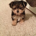 Maltese Poodle Yorkshire Terrier