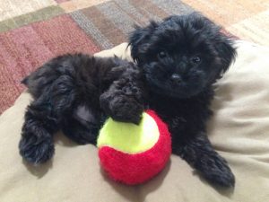 Poodle and Yorkshire Terrier Mix