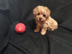 Yorkshire Terrier Cross Toy Poodle