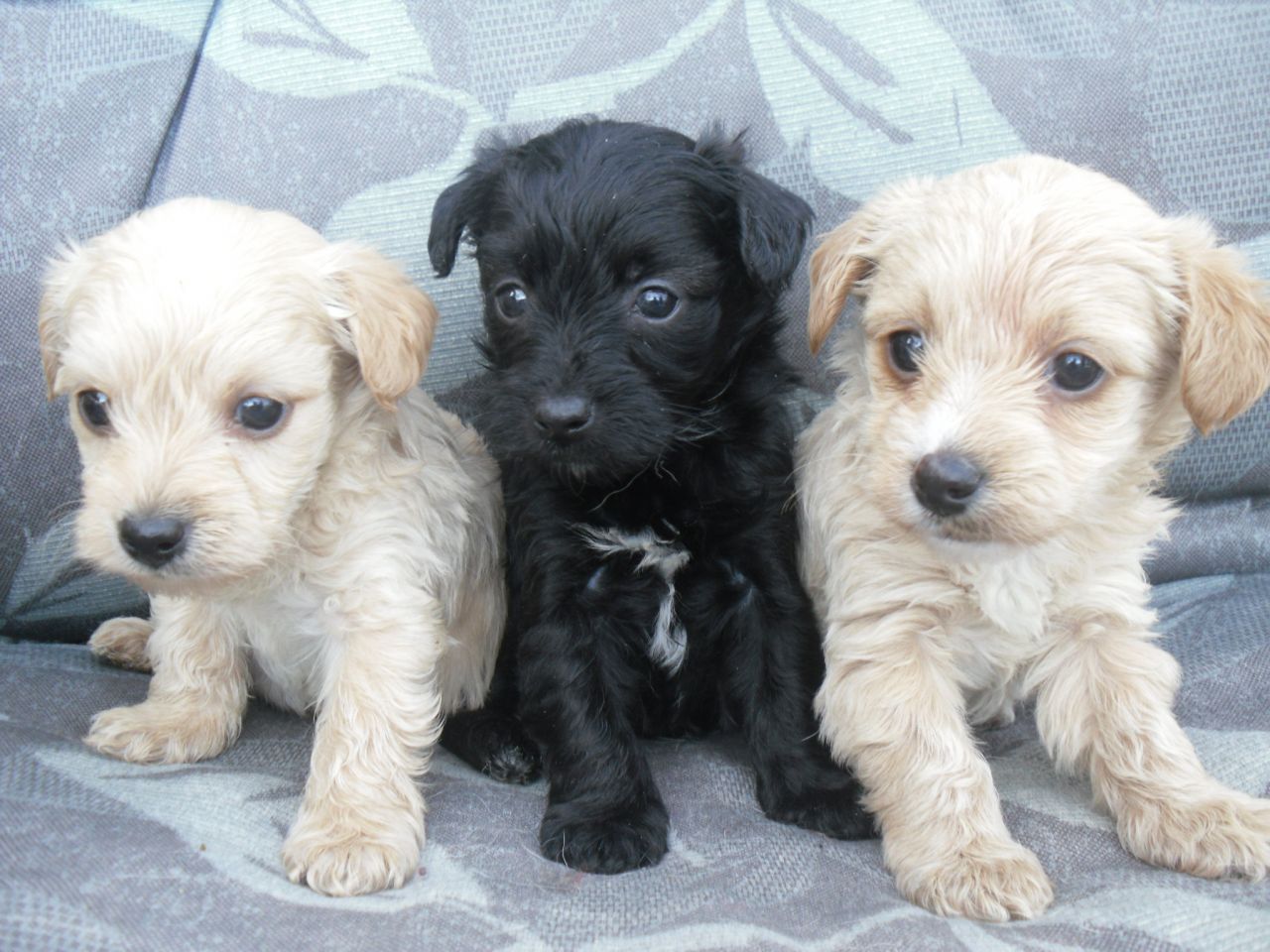 Yorkshire Terrier Miniature Poodle Mix