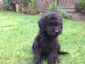 Yorkshire Terrier x Mini Poodle