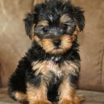 Yorkshire Terrier x Poodle Melbourne