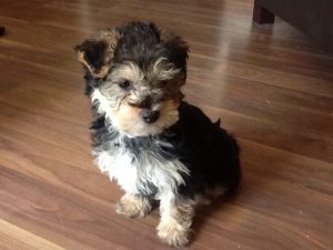 Yorkshire Terrier x Toy Poodle