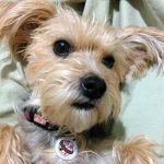 Yorkshire Terrier x Toy Poodle Australia