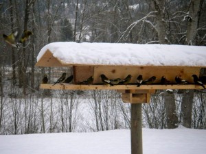 Large Bird Houses Outdoor