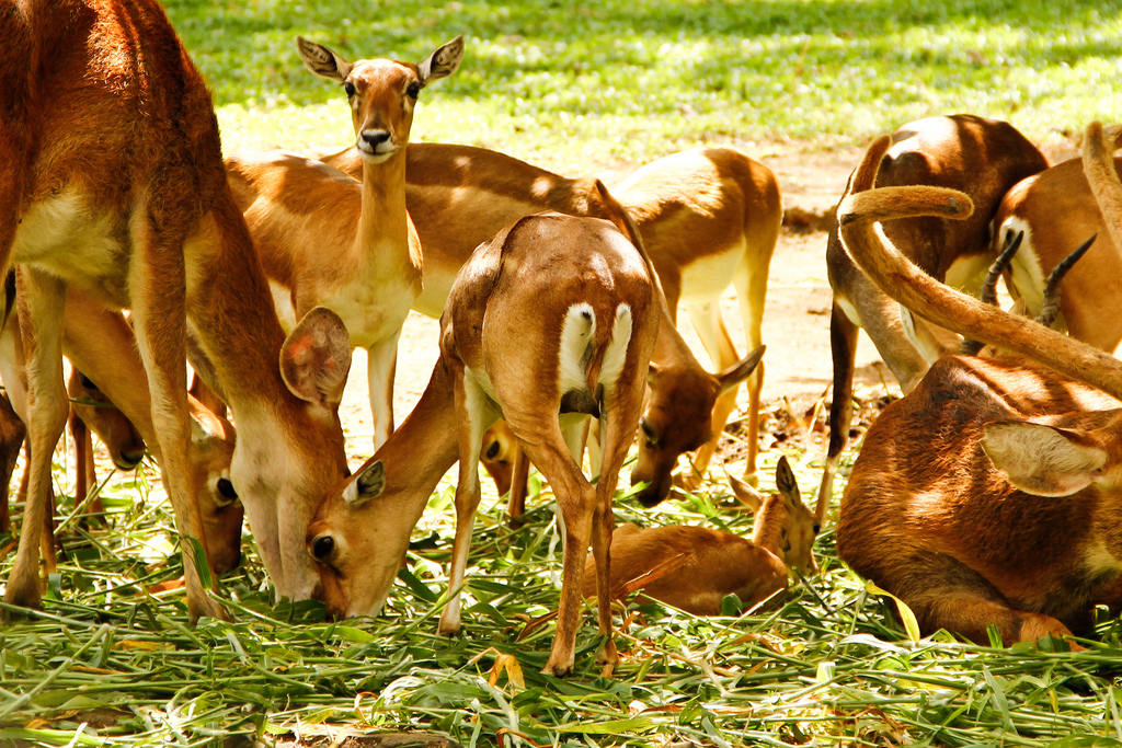 Deer at the National Park (Photo by Natesh Ramasamy)