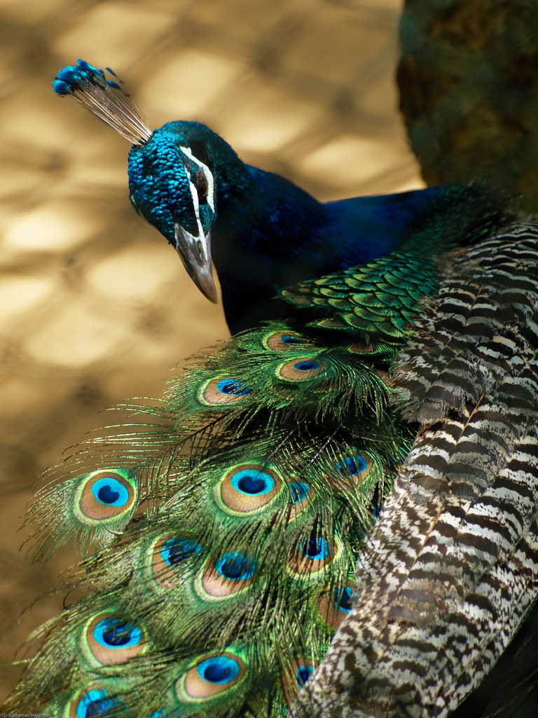 The Royal Peacock (Photo by Subharnad Majumdar)