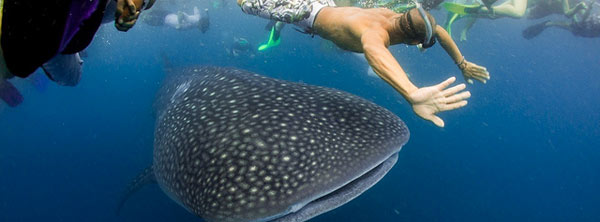 Fiji snorkelling in Jean-Michel Cousteau Resort