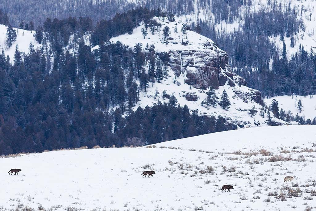 buffalo-greater-yellowstone-bison