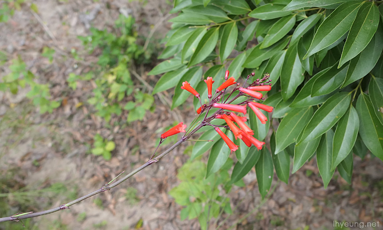 Coral plant.