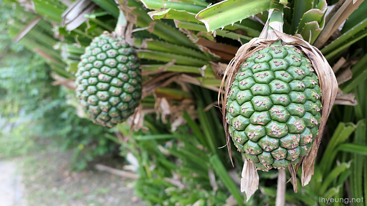 Fake pineapples apparently...